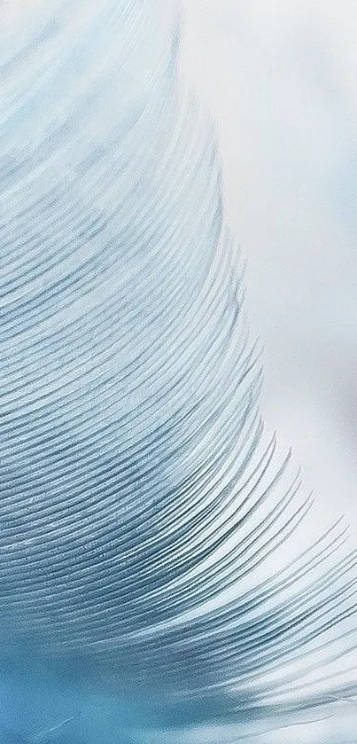 Light blue feather texture with delicate lines