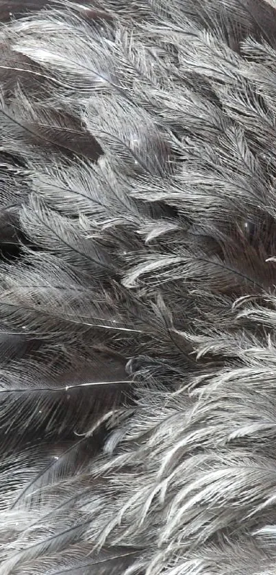 Elegant gray feather texture mobile phone wallpaper.