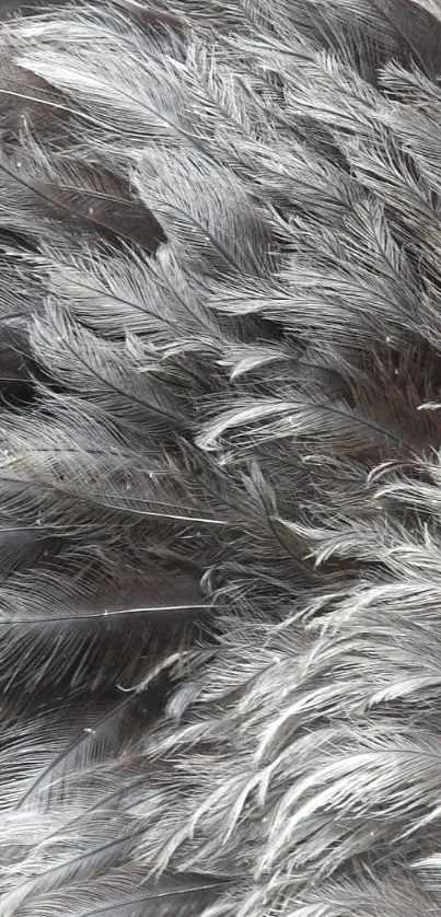 Close-up view of elegant gray feather texture mobile wallpaper.