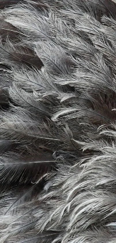Elegant gray feather texture wallpaper for mobile phone.
