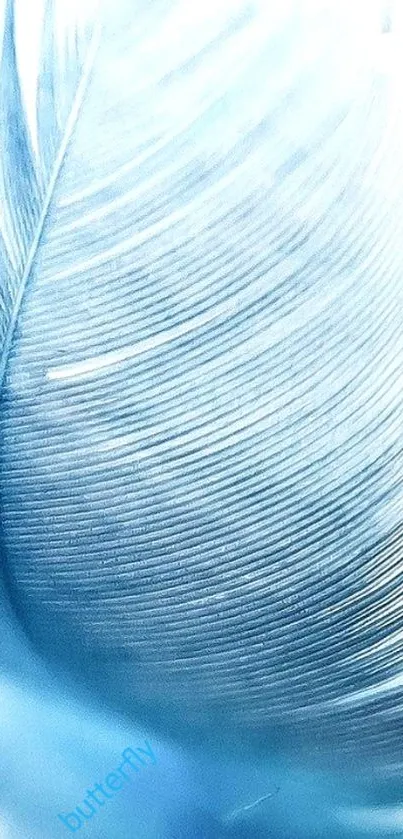 Close-up of a delicate blue feather texture wallpaper.