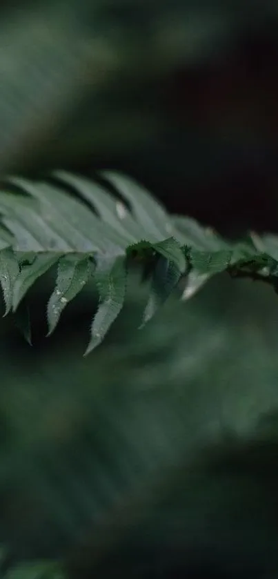 Dark green fern leaf with soft focus background.