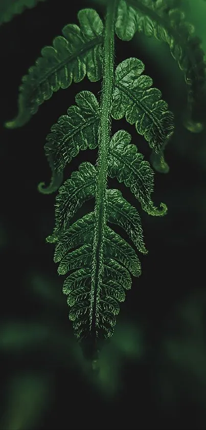 A detailed green fern leaf on dark background.