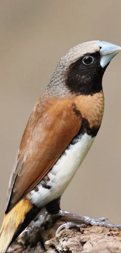 Mobile wallpaper featuring an elegant finch perched on a branch.