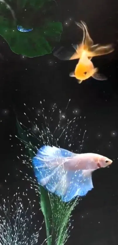 Serene aquarium scene with blue betta and goldfish.