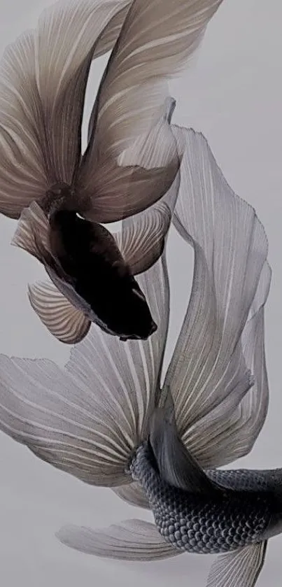 Two elegant betta fish on a light background.