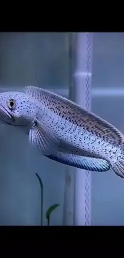 Speckled fish swimming in an aquarium, showcasing tranquility.