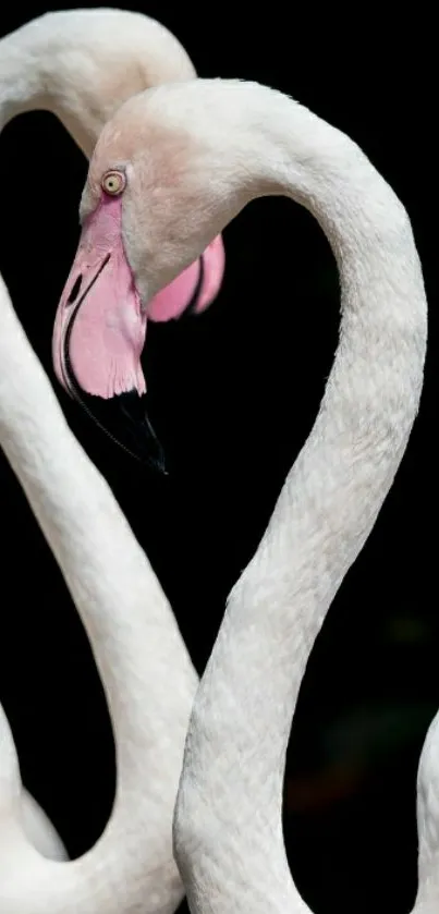 Two flamingos forming a heart shape on a black background.