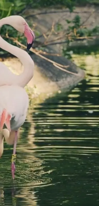 Two flamingos stand by the water in an elegant and serene setting.