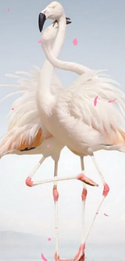 Elegant flamingo pair dancing against a light blue background.