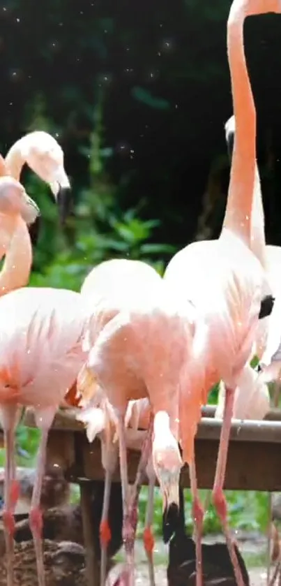 Group of elegant flamingos in a natural setting with vivid pink hues.