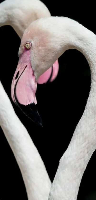 Two elegant flamingos form a heart shape against a dark background.