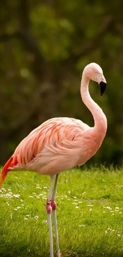 Majestic flamingo standing by a pond surrounded by lush greenery.