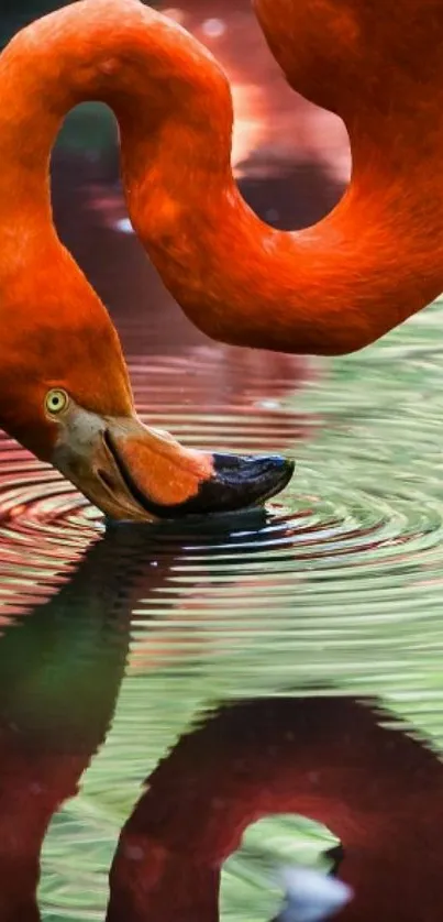 Elegant flamingo dipping beak into rippling water with vibrant orange hues.