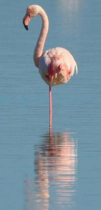 Elegant flamingo standing in calm water with reflection.