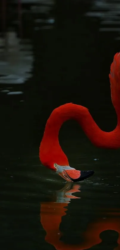 Elegant flamingo bending gracefully over water with its reflection visible.