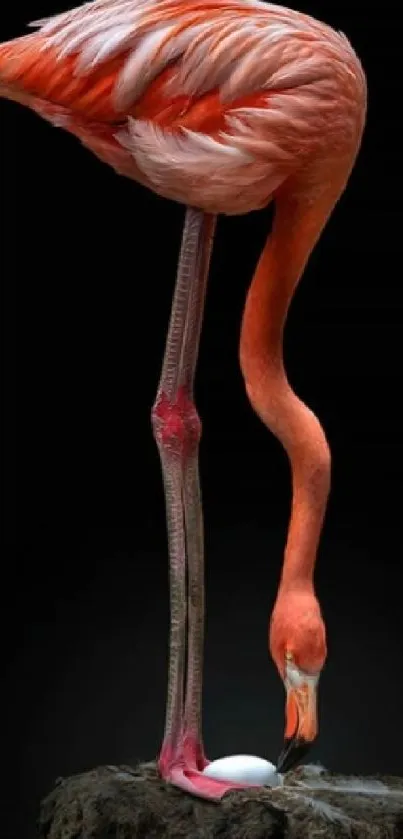 Elegant flamingo standing above egg on a dark background.