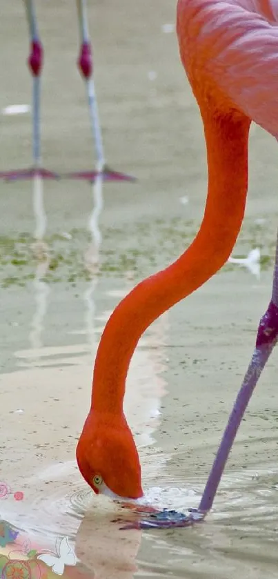 Vibrant flamingo drinking water in nature scene.