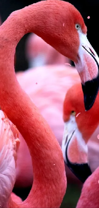 Close-up of elegant flamingos in natural setting.