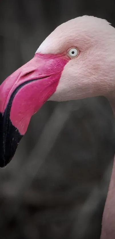 Close-up portrait of a pink flamingo with a vibrant beak.