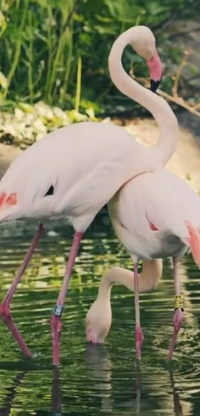 A pair of flamingos standing by the water with lush greenery behind them.