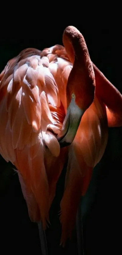 Graceful flamingo with vibrant pink plumage on a dark background.