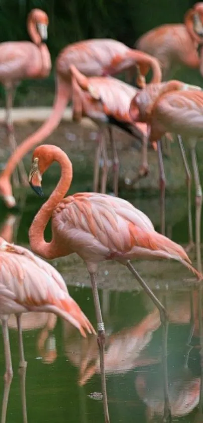 Pink flamingos reflected on a serene pond, creating a calming visual.