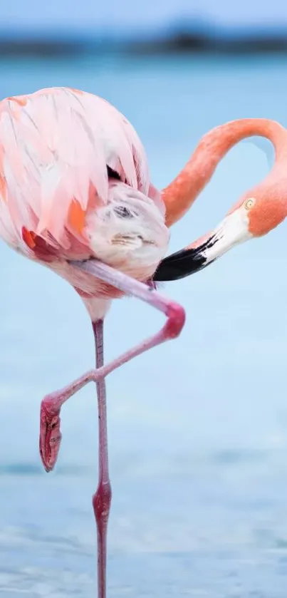 Graceful pink flamingo standing on one leg over light blue water background wallpaper.