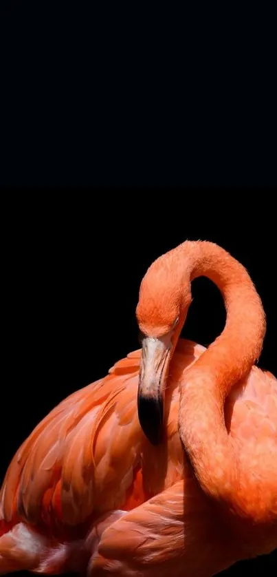 A vibrant flamingo on a black background.