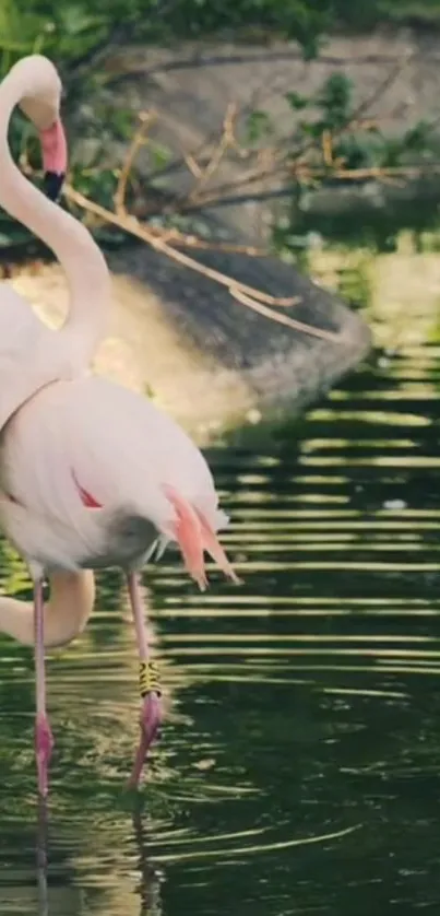 Flamingos wading in a calm pond, showcasing elegance and nature's beauty.