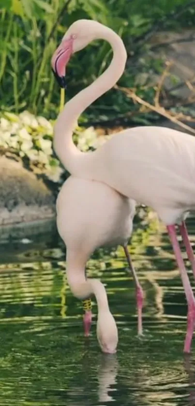 Two flamingos wading in a serene waterside scene.