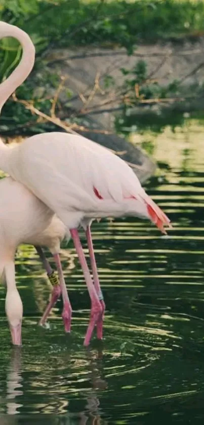 Two elegant flamingos standing in tranquil green water.