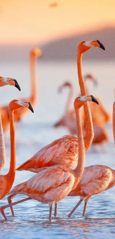 Flamingos standing in water with vibrant sunset backdrop.