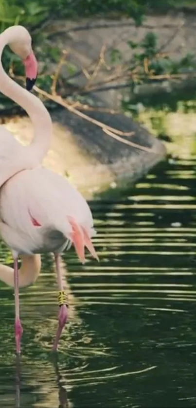 Elegant flamingos standing in a tranquil pond with green surroundings.