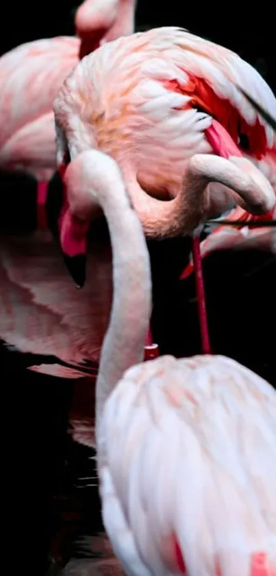 Graceful pink flamingos reflected in calm water, creating an elegant mobile wallpaper.