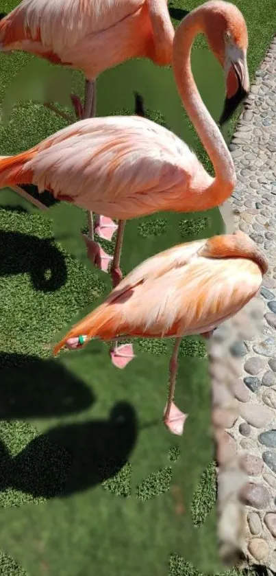 Pink flamingos gracefully standing on green grass in sunlight.