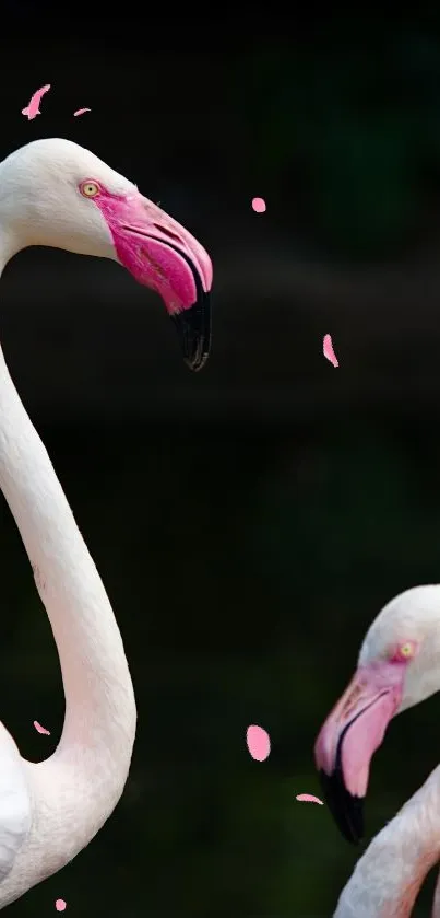 Two elegant flamingos in serene pink shades provide a tranquil phone wallpaper.