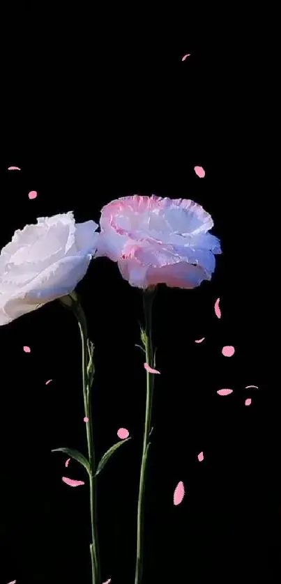 Delicate carnation flowers on a black background wallpaper.