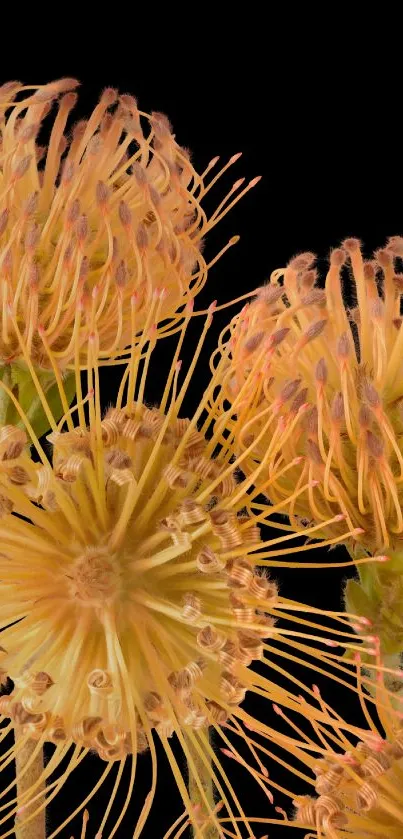 Elegant orange flowers on a black background, perfect for mobile wallpaper.