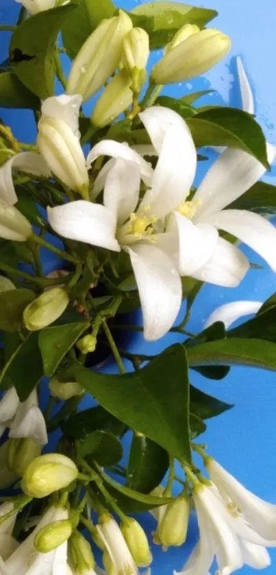 Elegant white flowers on a blue background wallpaper.