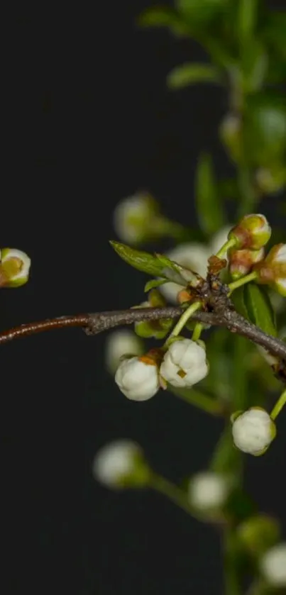 Delicate floral branch on a dark background wallpaper.