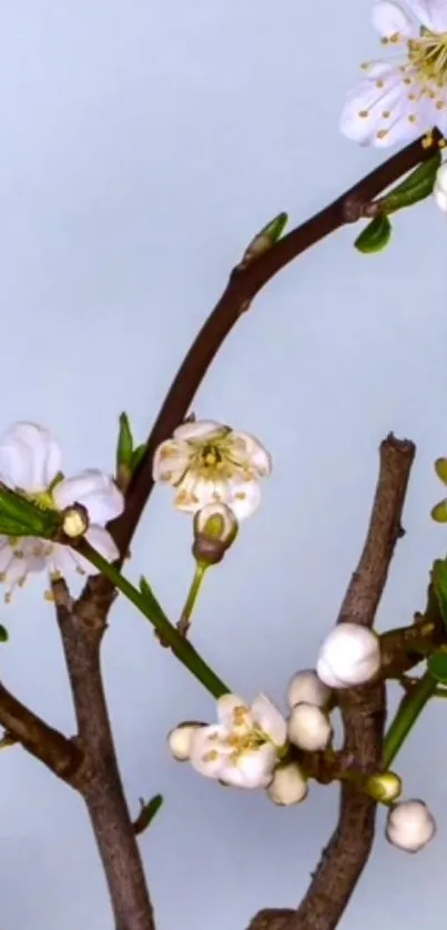 Minimalist floral branch with white blossoms on light blue background.