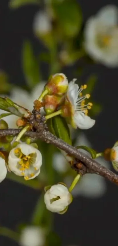 Close-up of delicate white flowers on a branch against a dark background.