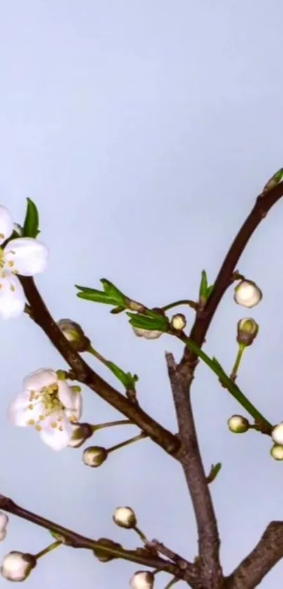 Elegant floral branch with white blossoms on light blue background.