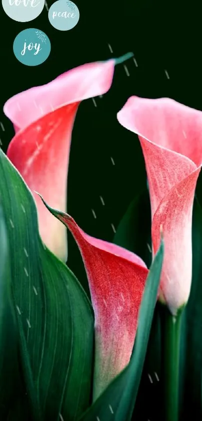 Mobile wallpaper featuring pink Calla lilies with green leaves and words "love, peace, joy."