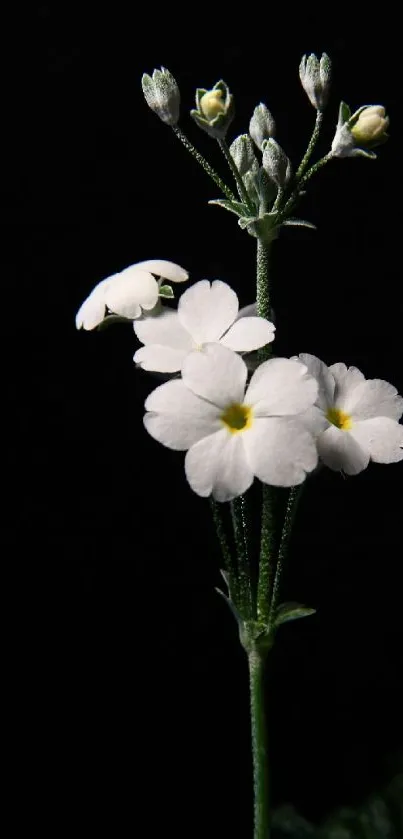 Elegant white flowers on dark background wallpaper