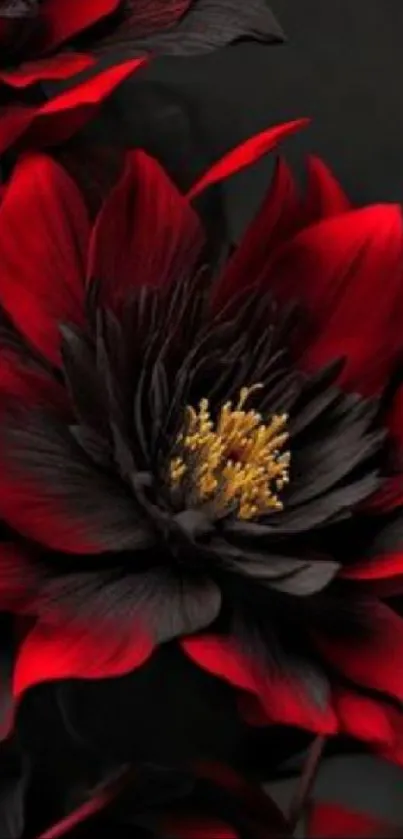 Dark floral wallpaper with red and black petals.