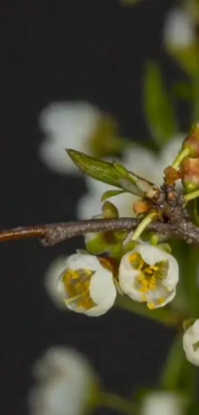 Close-up of white flowers on a dark background.