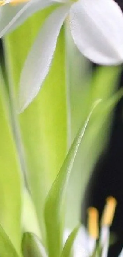 Close-up of a white flower and green leaves on a mobile wallpaper.