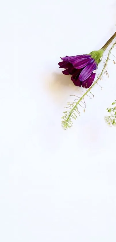 Purple flower on white minimalist background wallpaper.